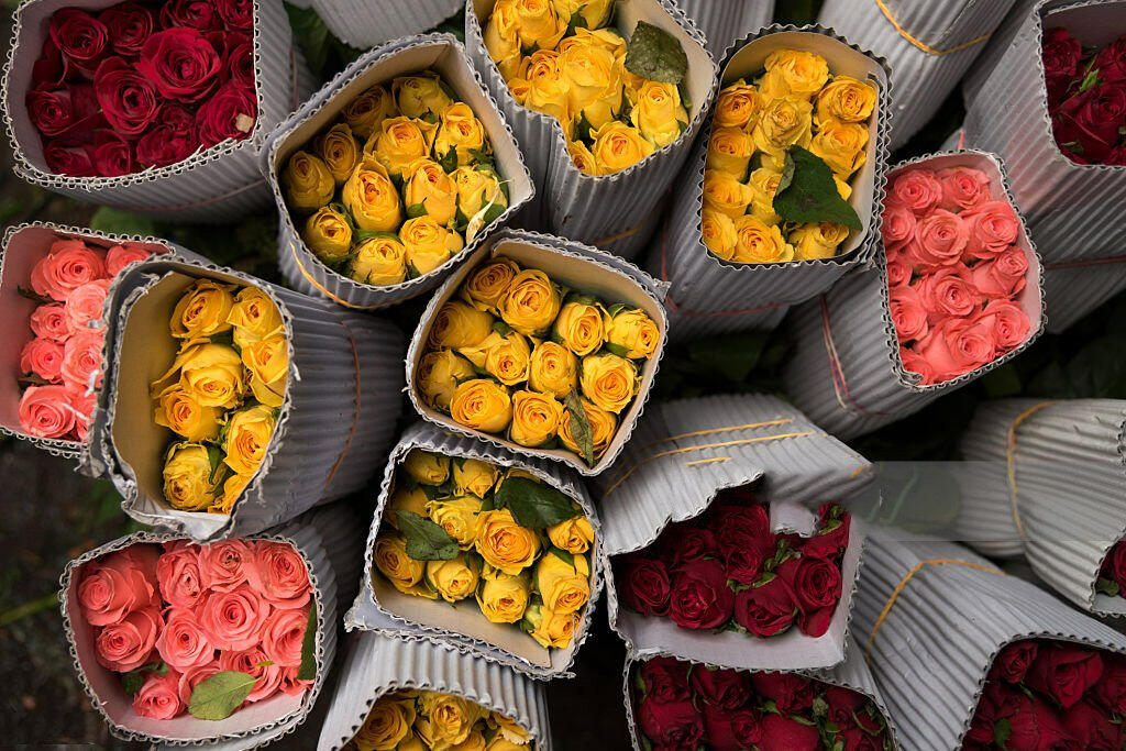 Ethiopian Roses – Fresh-Cut Flower Exports Fresh-cut Ethiopian roses in bloom, exported directly by Afra Sourcing for floral markets and retailers